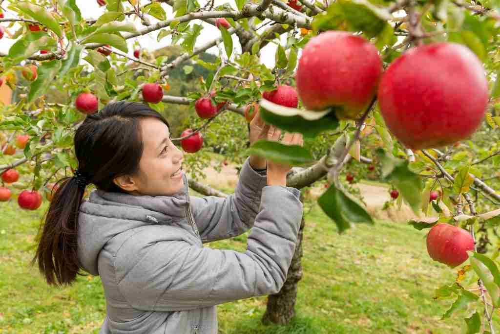 Best Places to Pick Apples Near River Edge, NJ