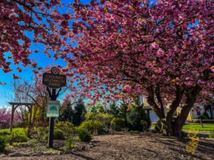 Cherry Blossom Park