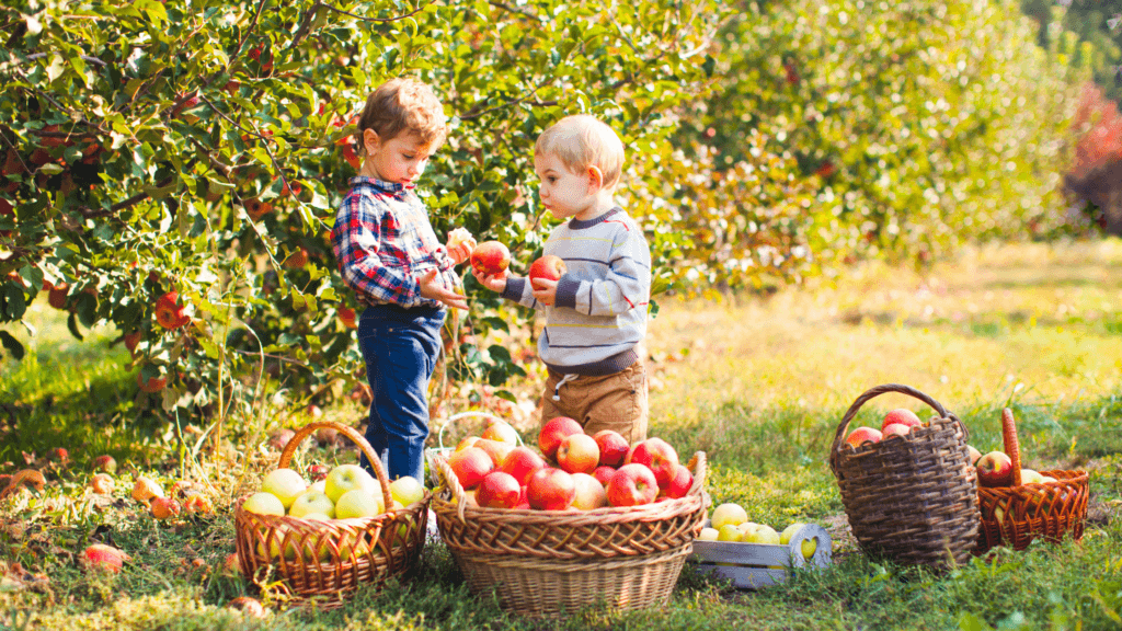 Apple Picking