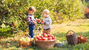 Apple Picking